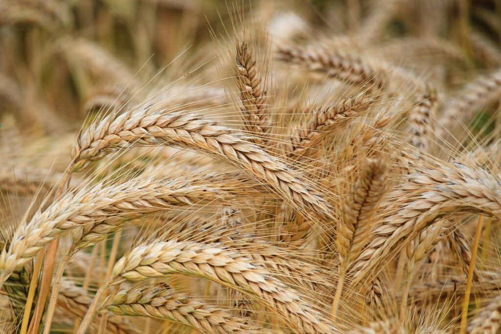 Close-up of golden wheat in a summer field. Perfect for agricultural themes.