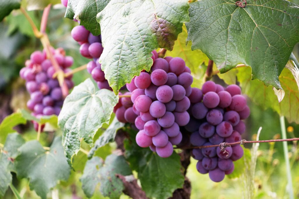 Lush clusters of violet grapes ripening in a Brazilian vineyard, surrounded by vibrant green leaves.