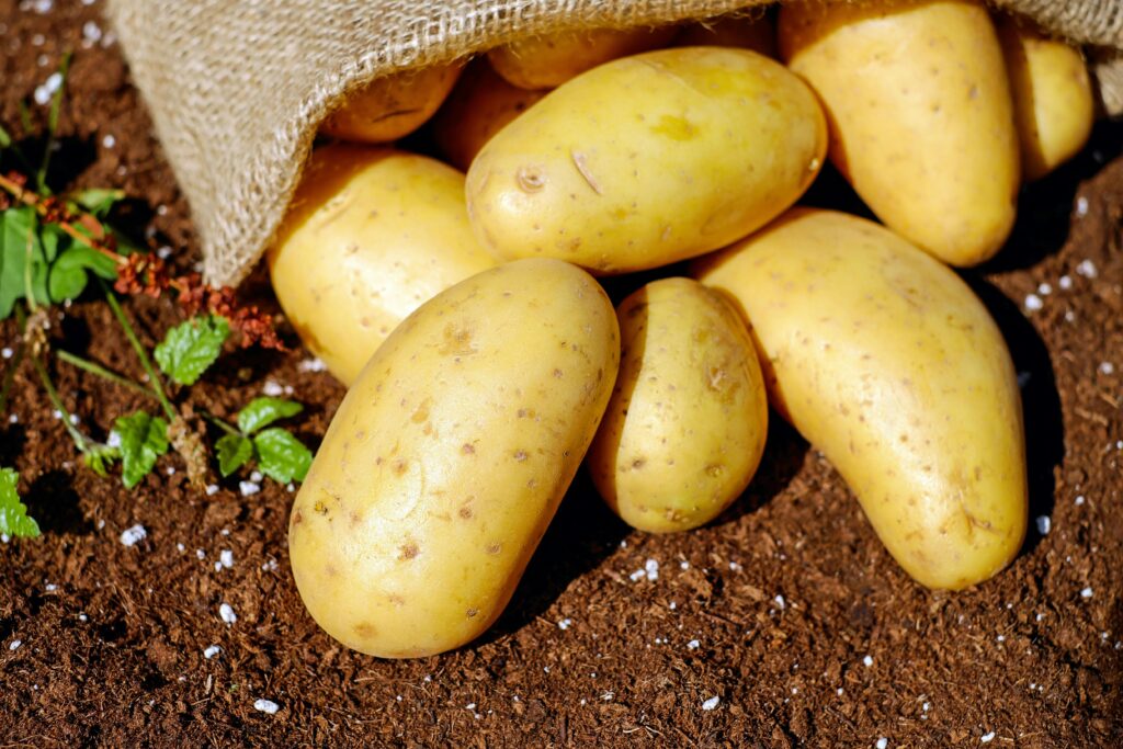 Golden potatoes spilling from a burlap sack onto rich soil, ready for cooking.